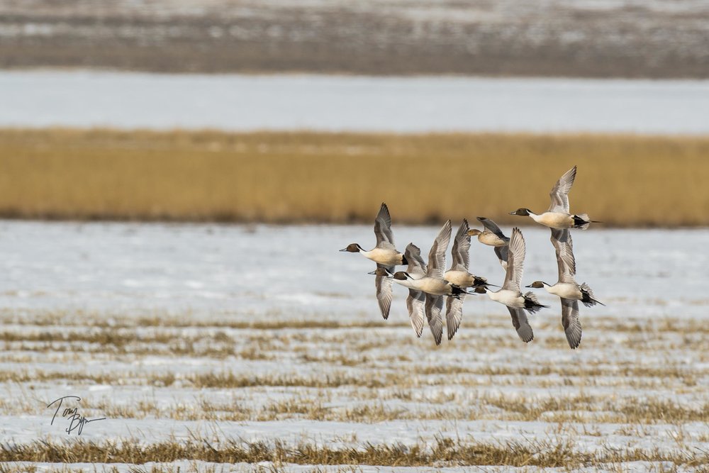 pintail-bynum-3274.JPG