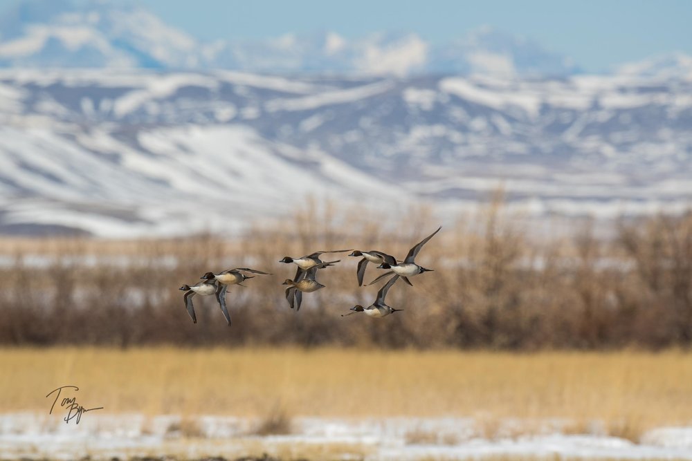 pintail-bynum-3532.JPG