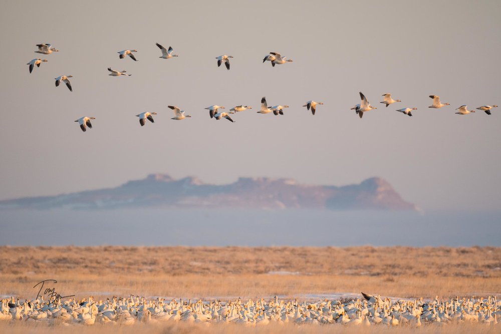 snow-geese-bynum-1096.JPG