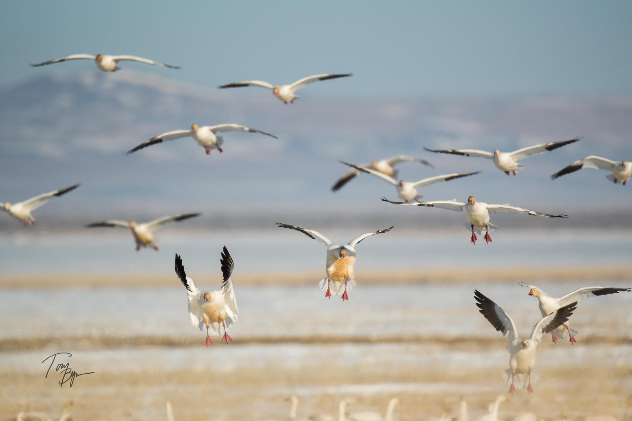 snow-geese-bynum-1674.JPG