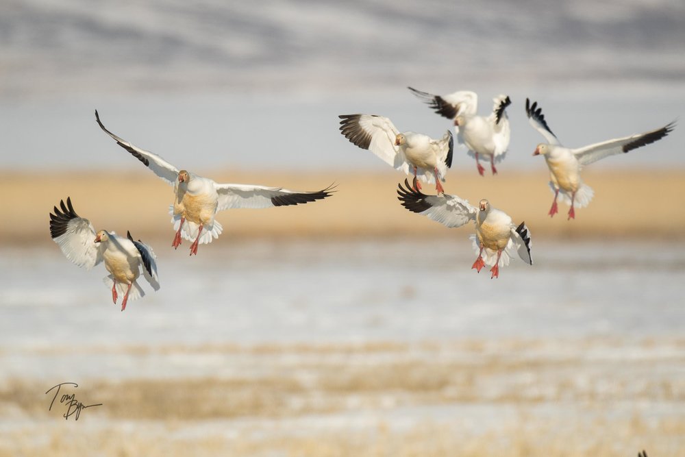 snow-geese-bynum-1785.JPG