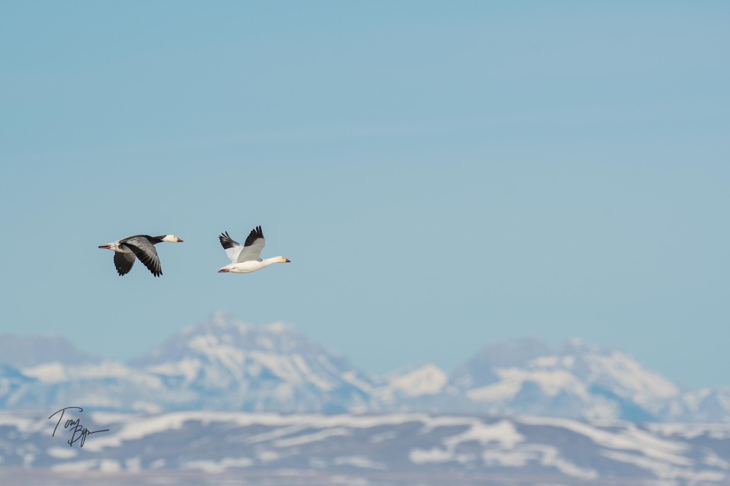 snow-geese-bynum-2249.JPG