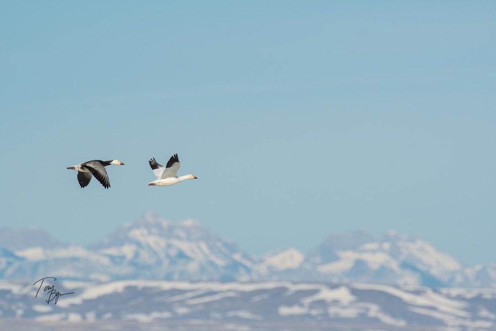 snow-geese-bynum-2249.JPG