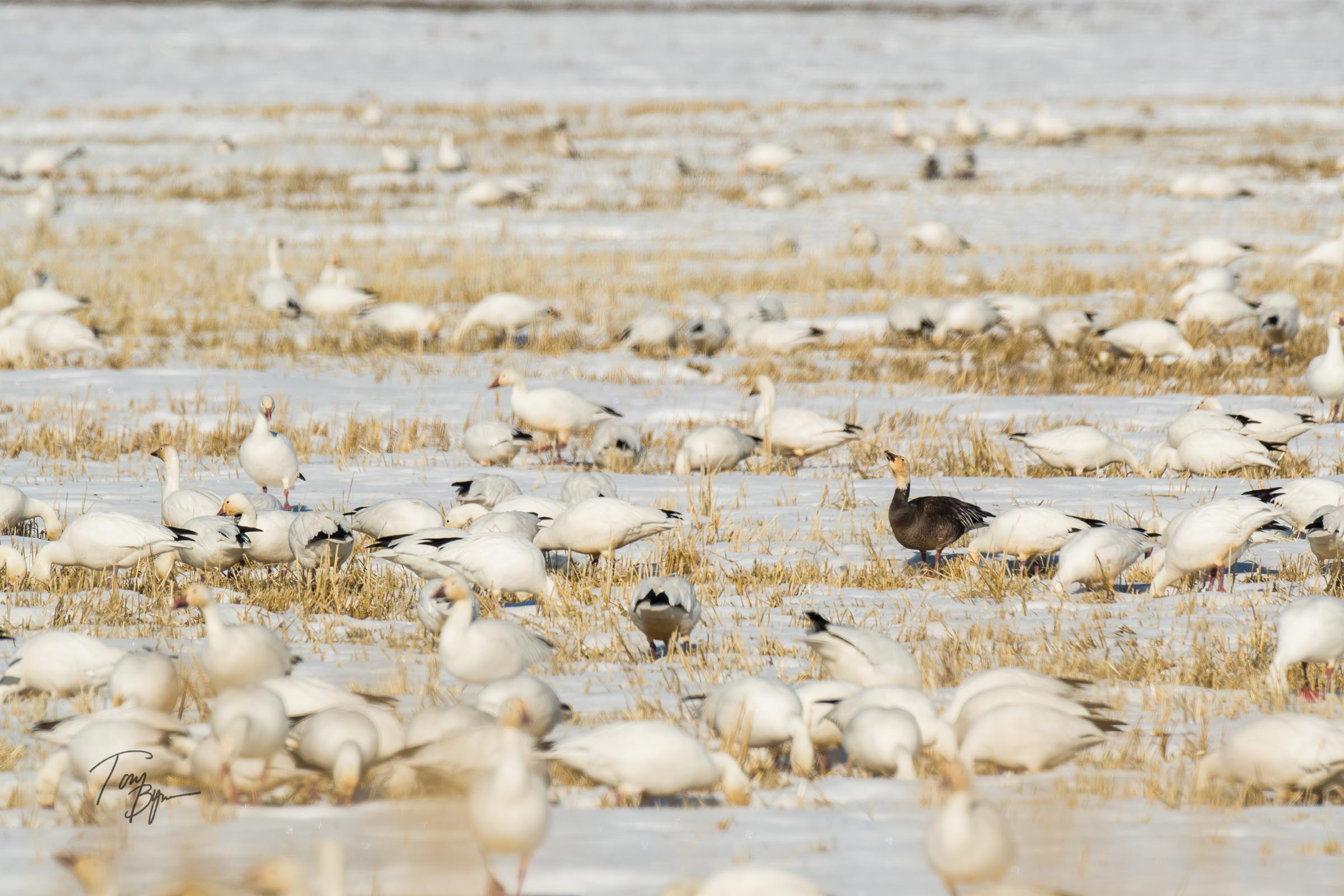 snow-geese-bynum-2228.JPG