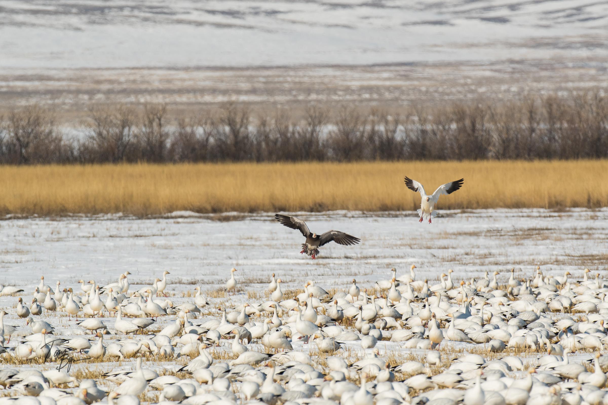 snow-geese-bynum-2309.JPG