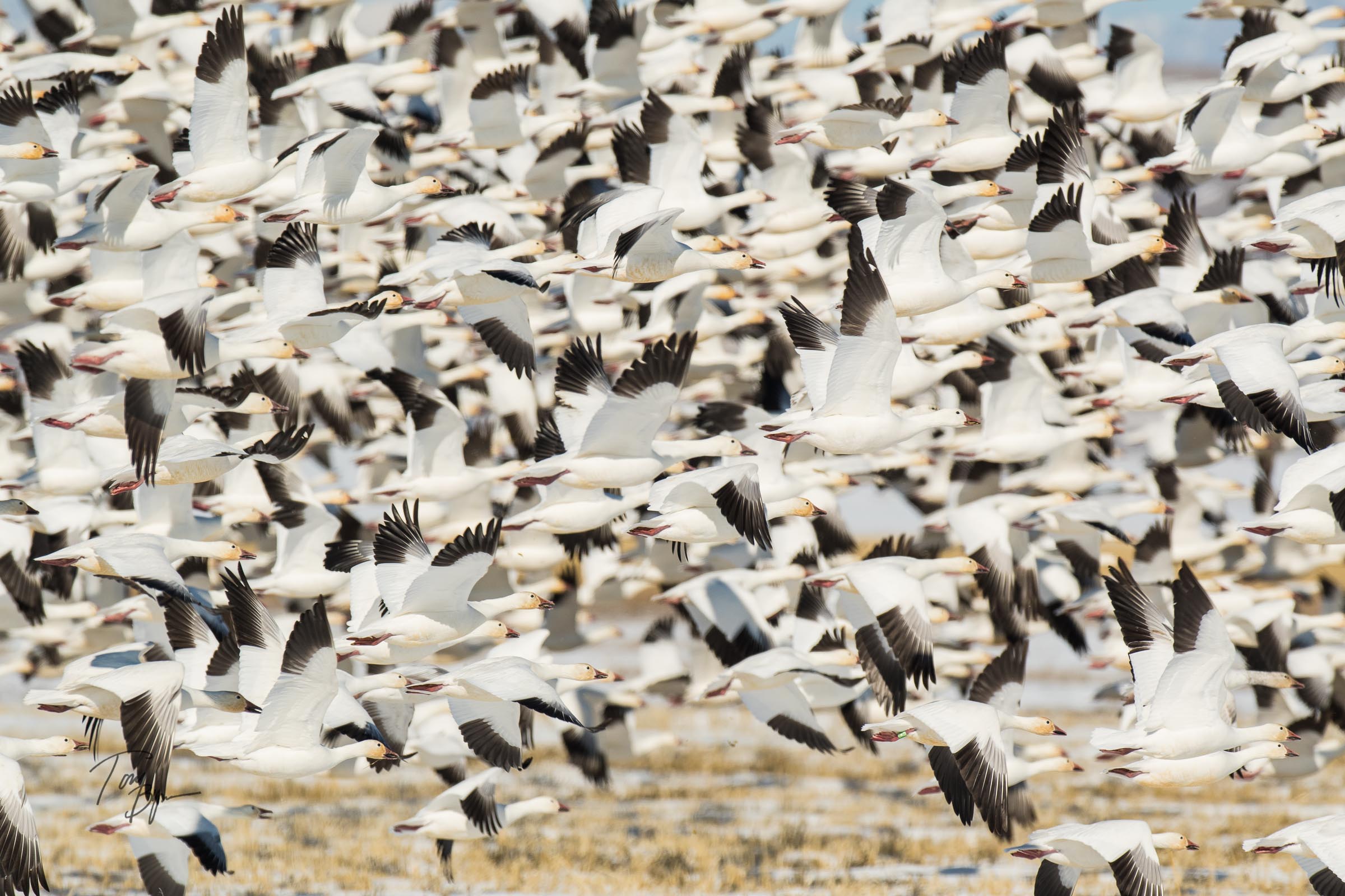 snow-geese-bynum-2464.JPG