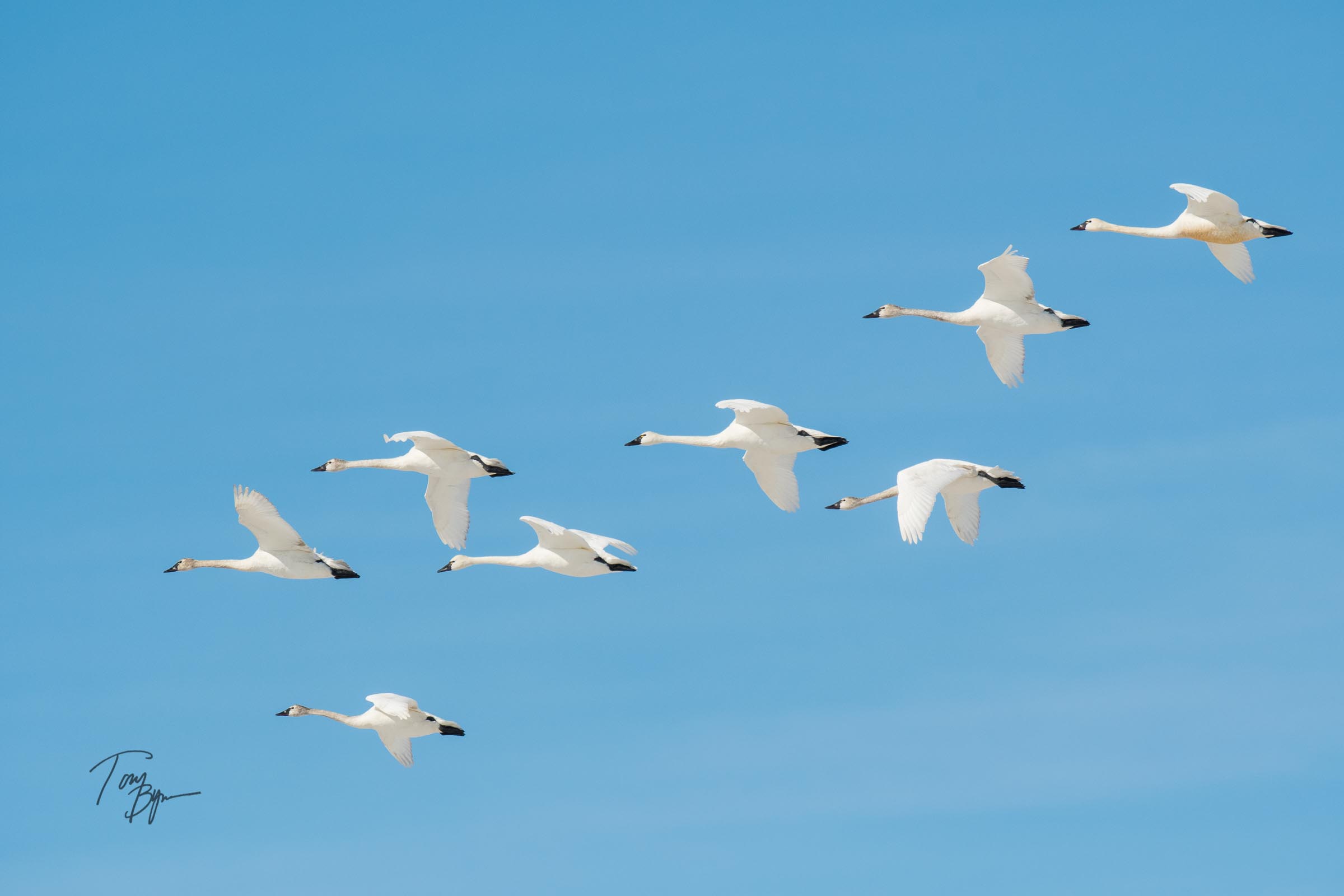 snow-geese-bynum-3808.JPG