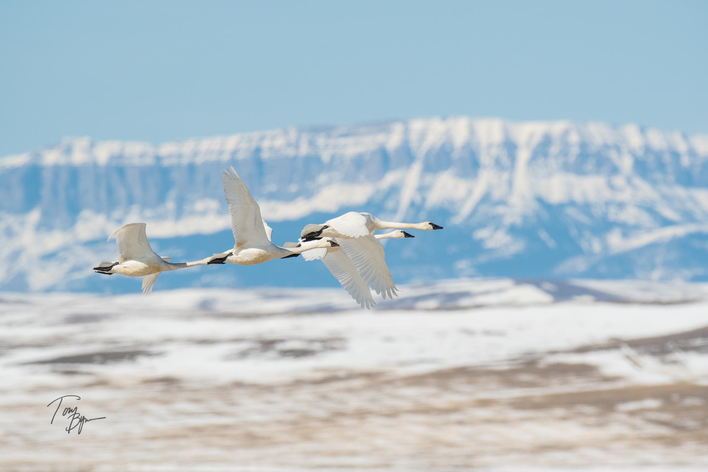 snow-geese-bynum-3901.JPG