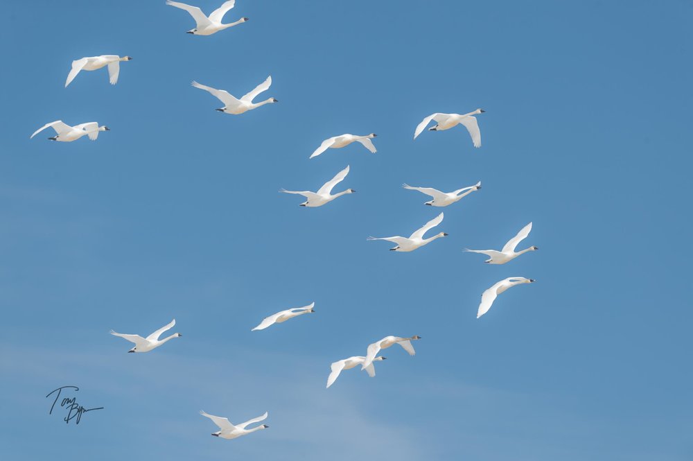 snow-geese-bynum-5189.JPG