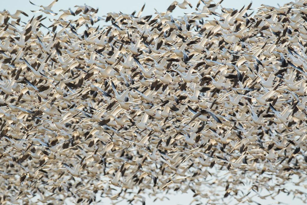 snow-geese-bynum-4339.JPG