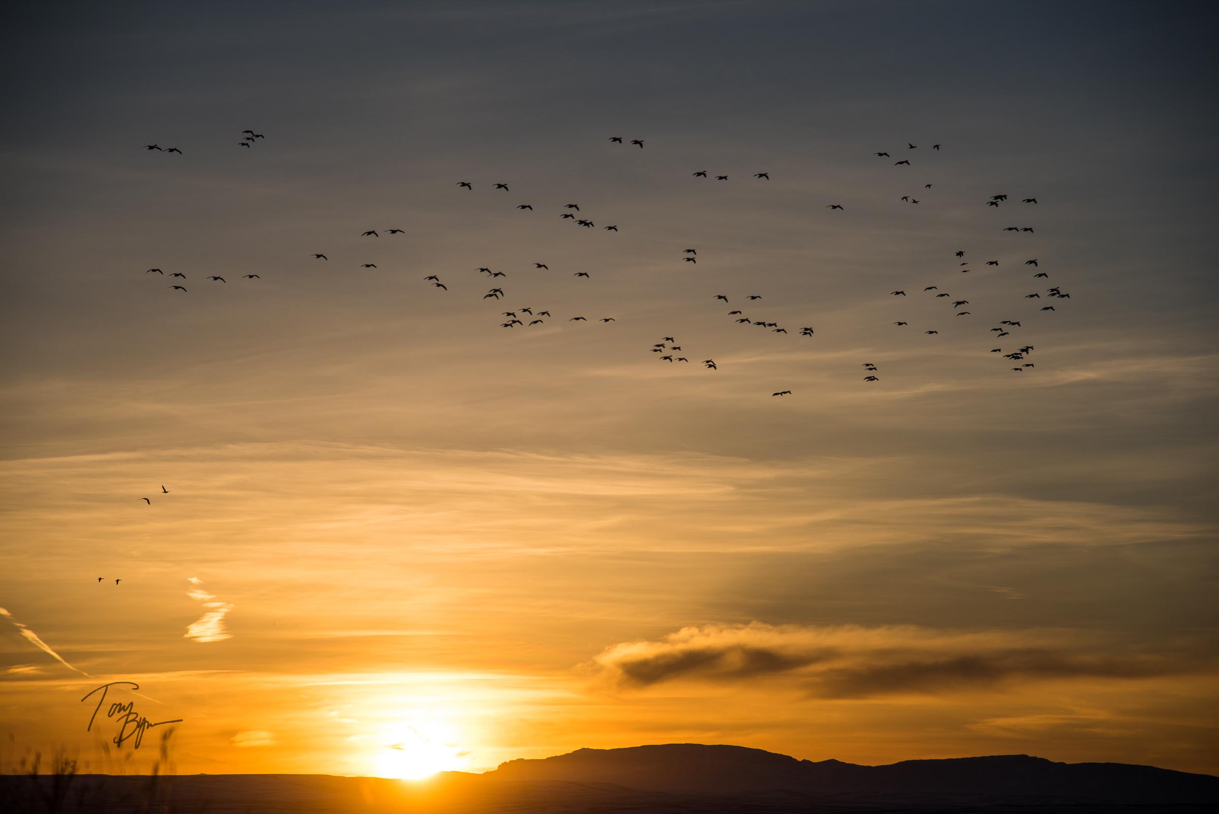 snow-geese-bynum-8400.JPG