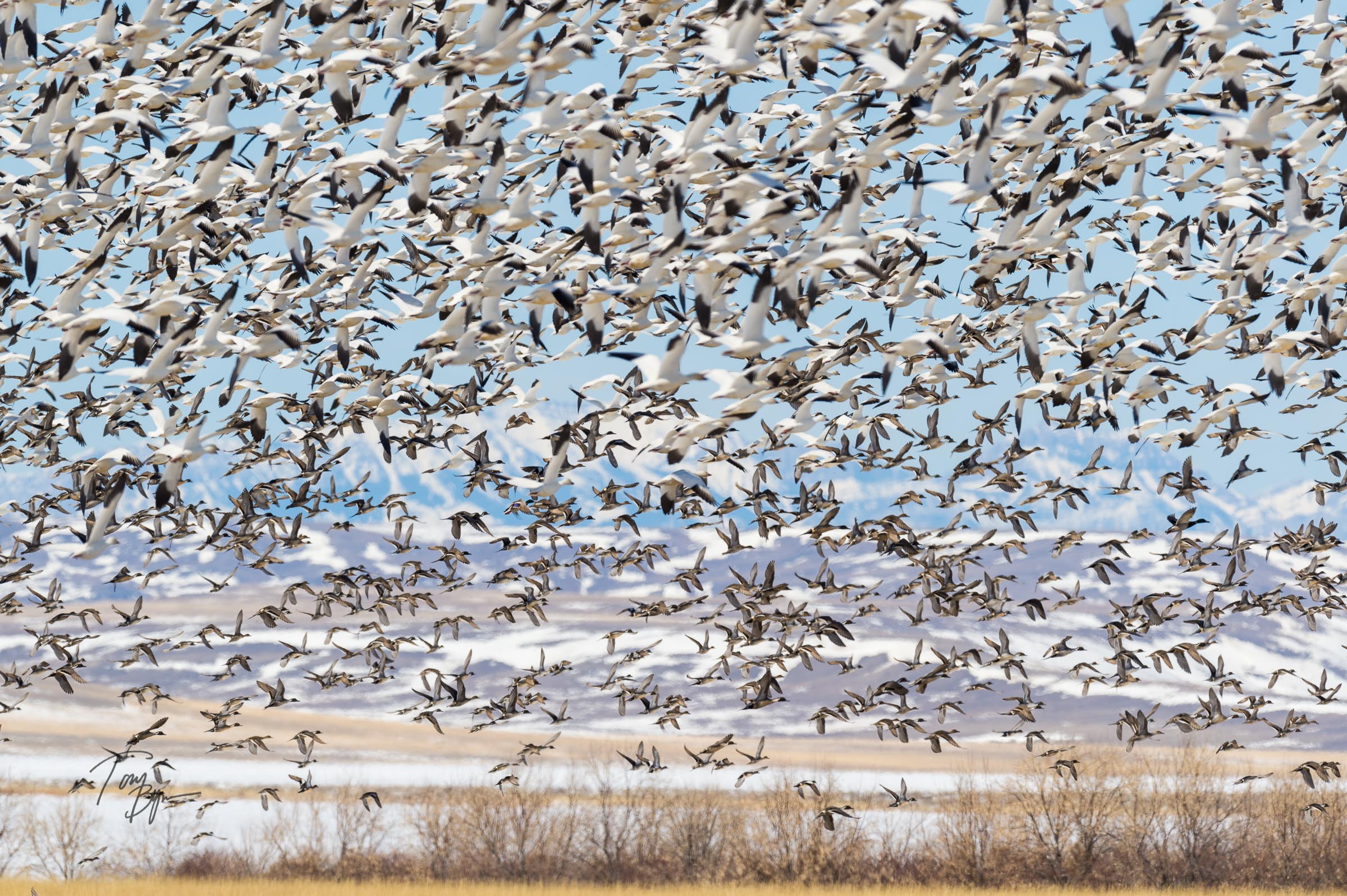 snow-geese-bynum-5505.JPG