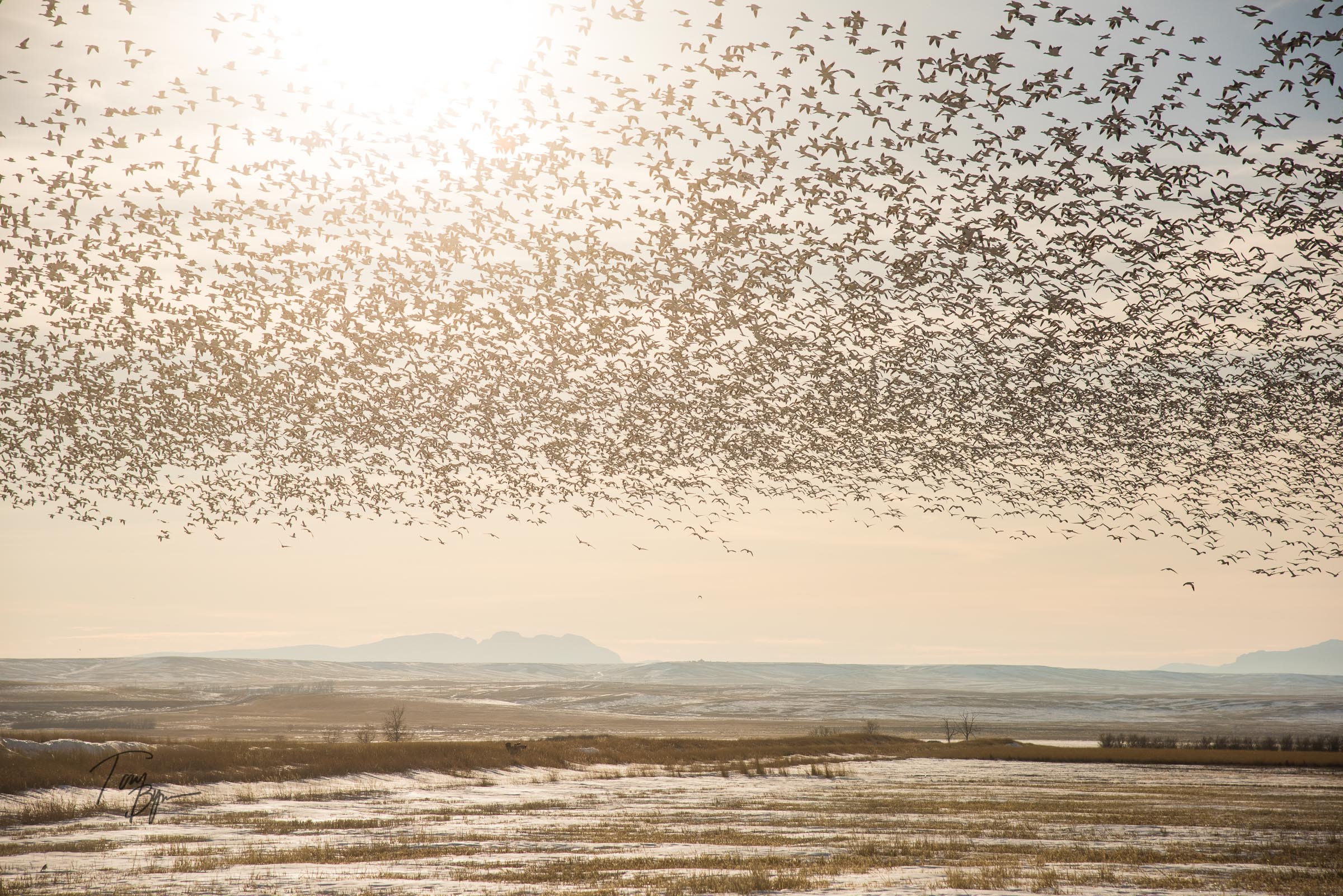 snow-geese-bynum-8729.JPG