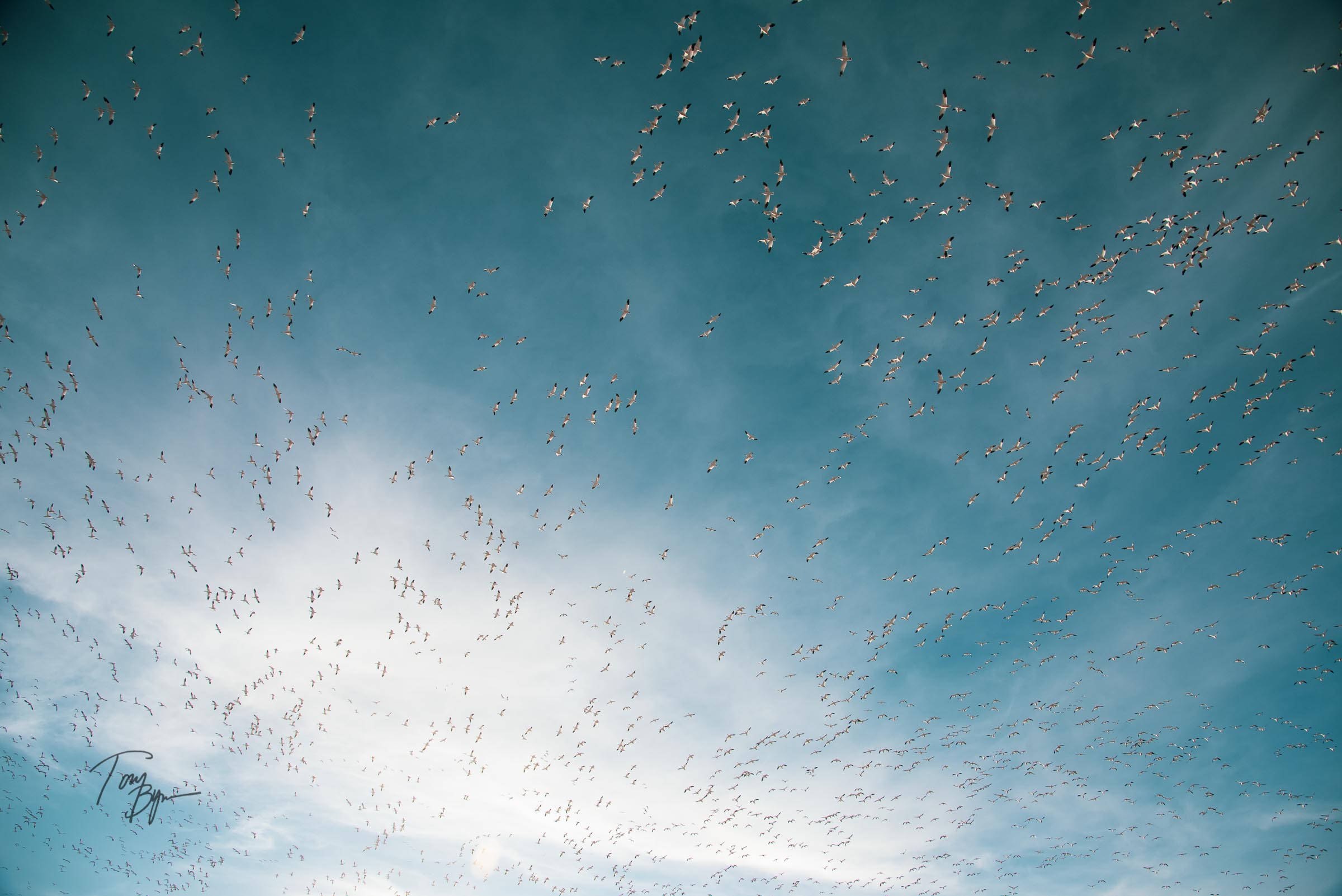 snow-geese-bynum-8837.JPG