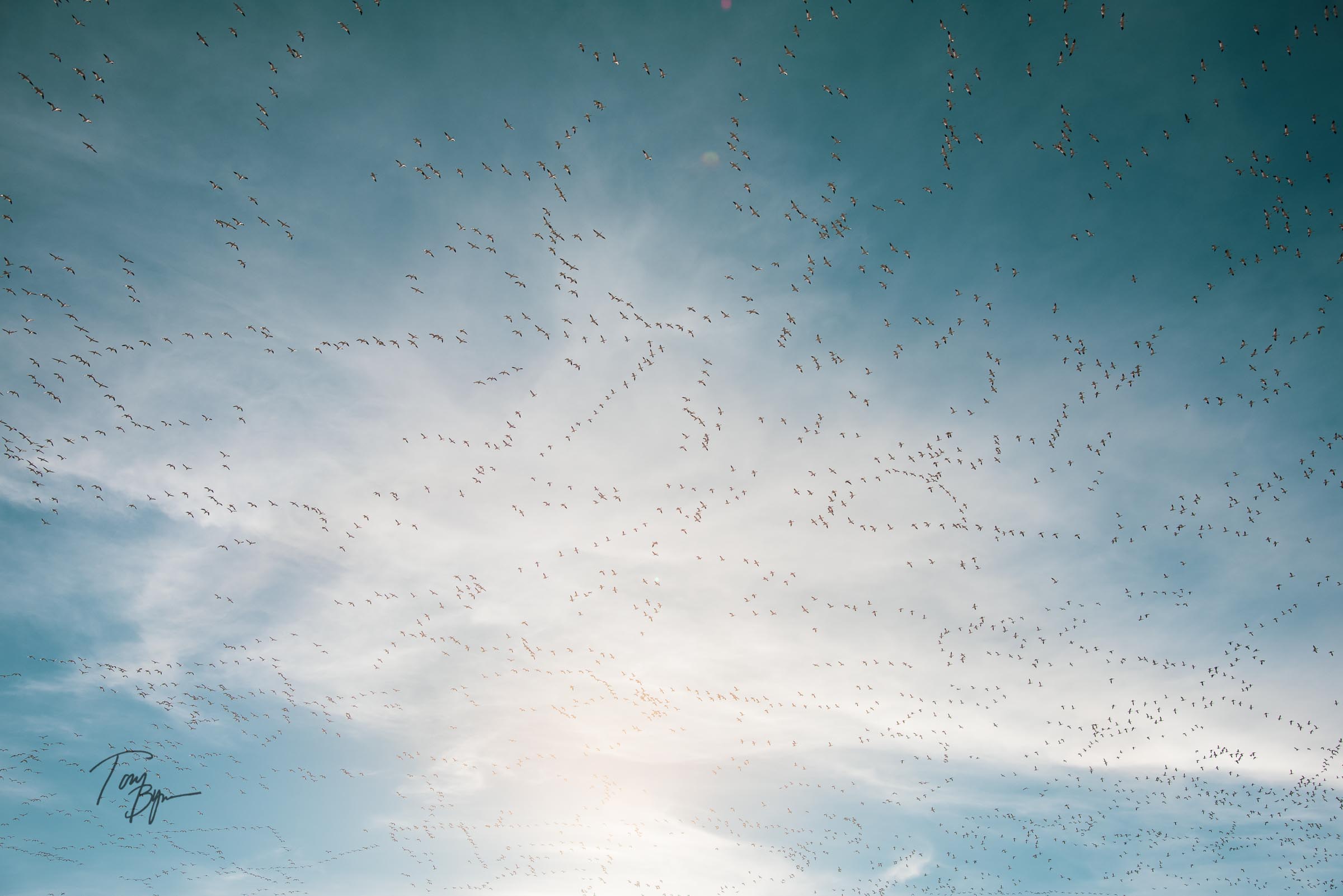 snow-geese-bynum-8856.JPG