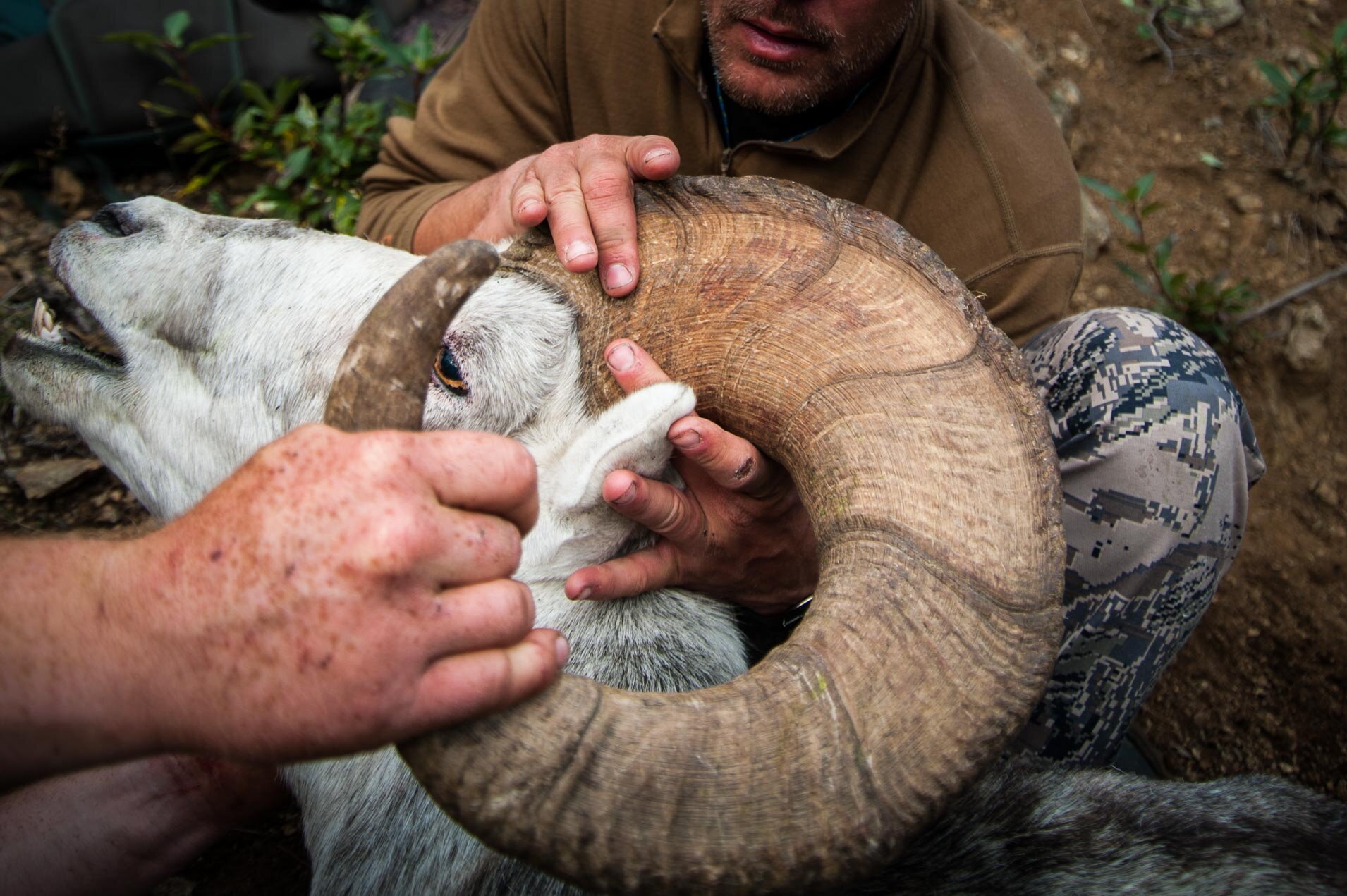 wild-sheep-bynum-9248.jpg