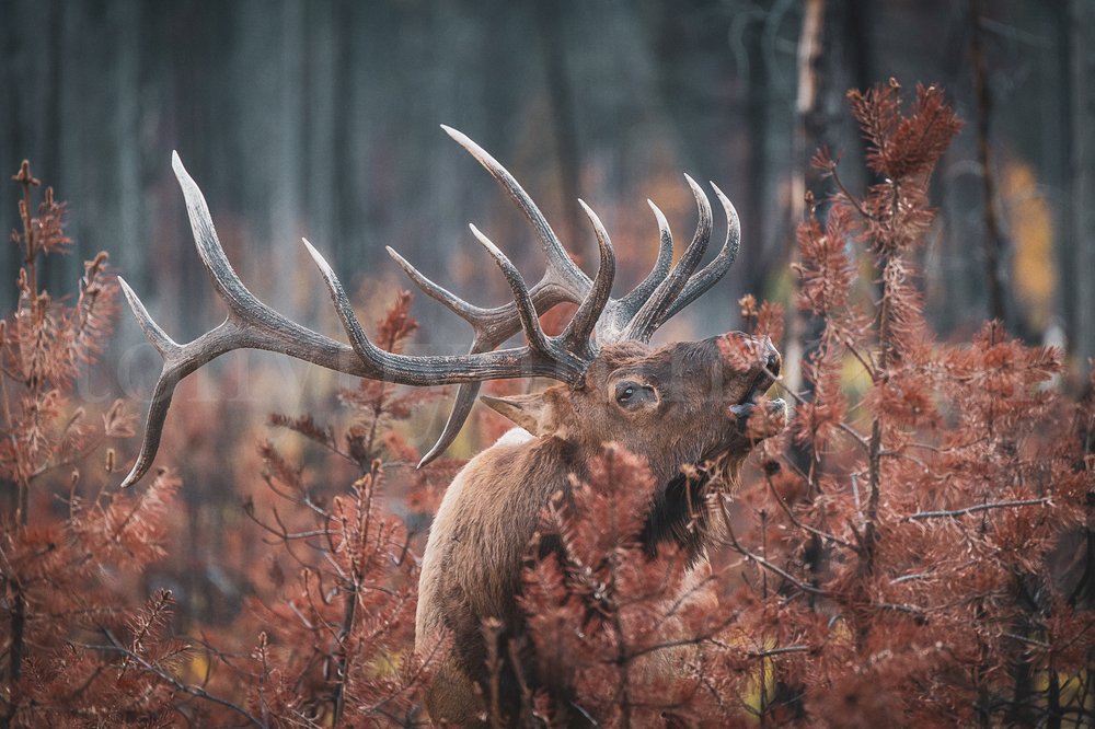 Rocky Mountain Elk Photographs — Tony Bynum Photography