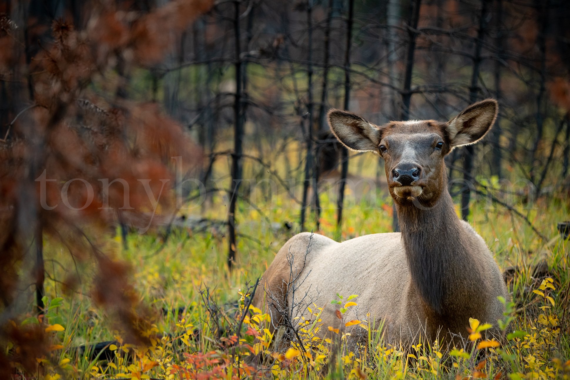 elk_bynum-2-14.jpg