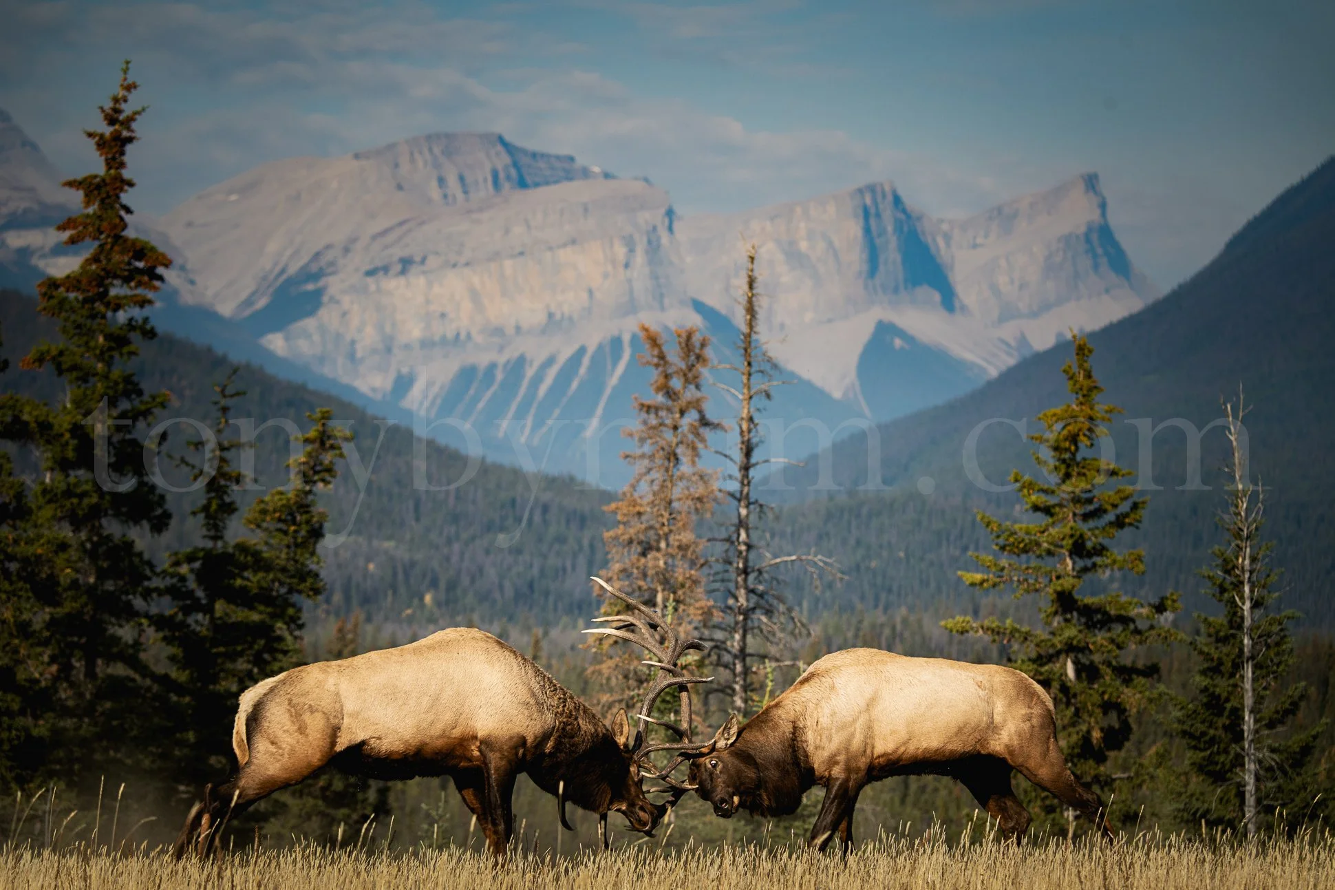 Rocky Mountain Elk Wallpaper
