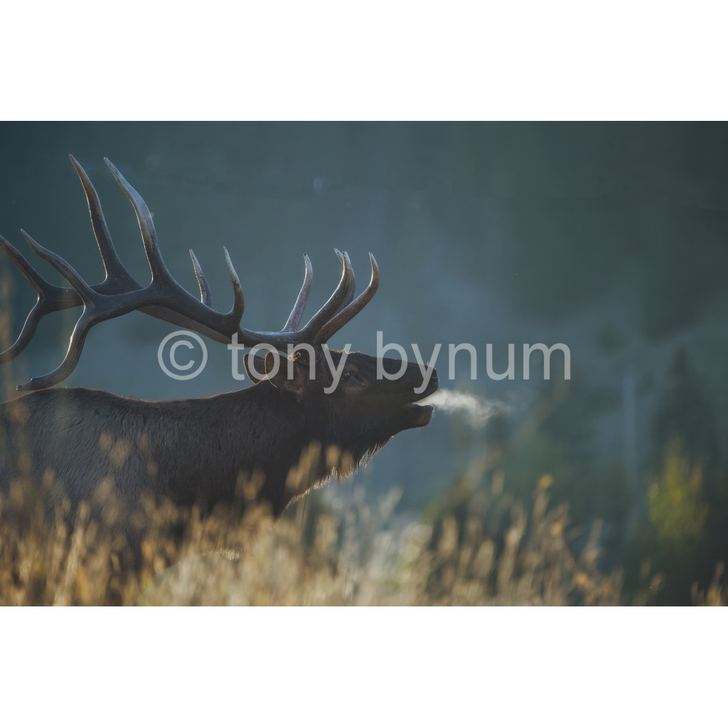 image_original_eea7c608dea7cabace4fbcd49af0727a.png