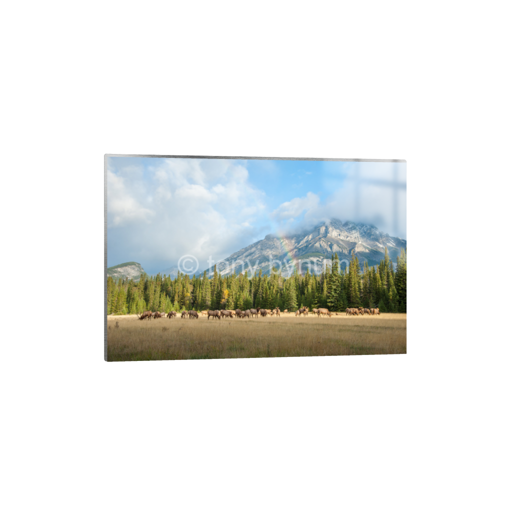 ptq_13_3_42_0_7984_5323_0_false_ffffff_0_0_eea7c608dea7cabace4fbcd49af0727a.png