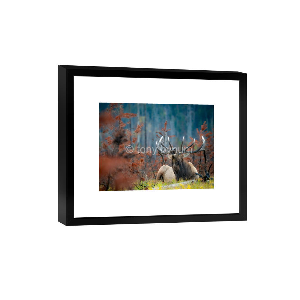 ptq_45_5_907_0_7110_5333_0_false_ffffff_0_0_eea7c608dea7cabace4fbcd49af0727a.png