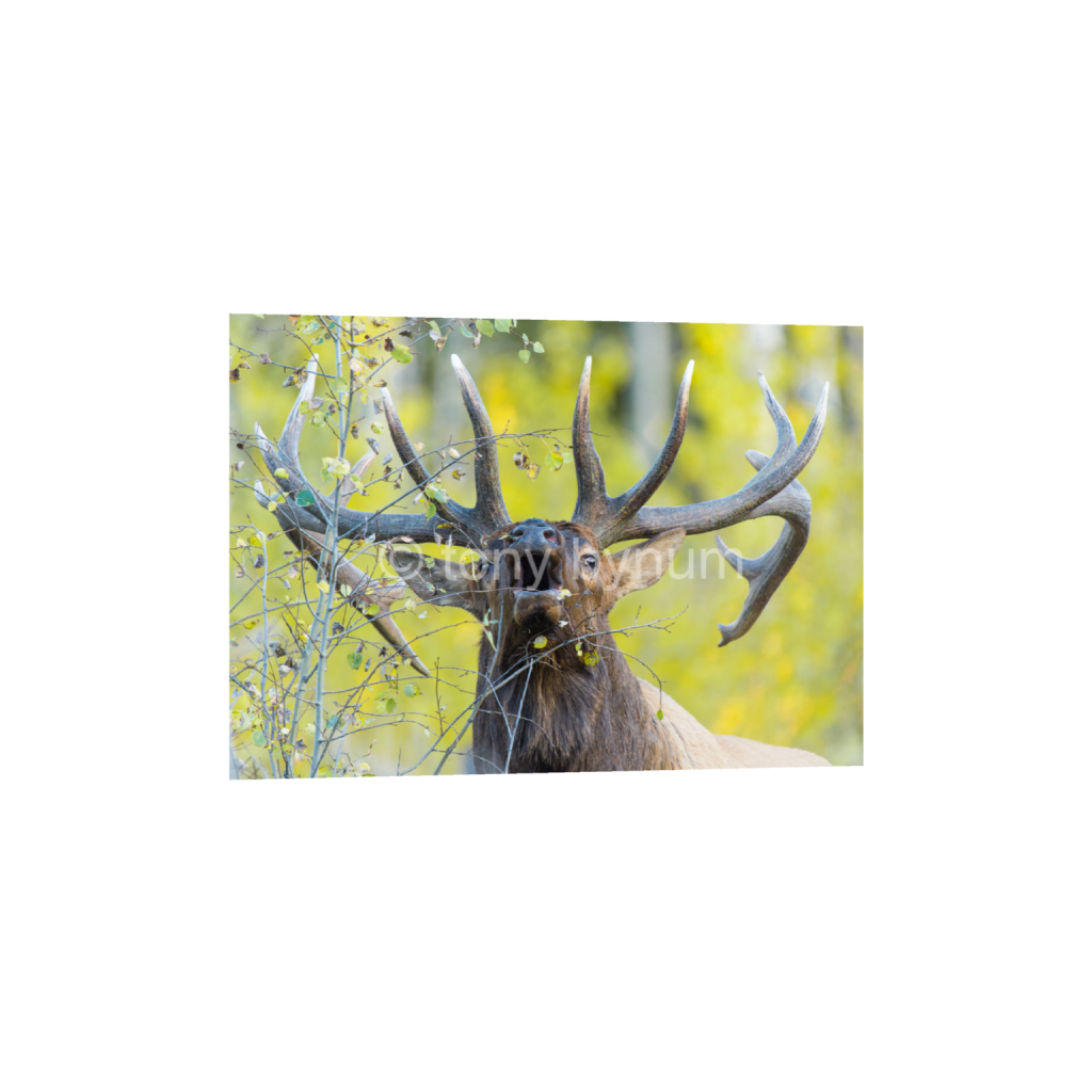 ptq_1_7_0_0_7455_5325_0_false_ffffff_0_0_eea7c608dea7cabace4fbcd49af0727a.png