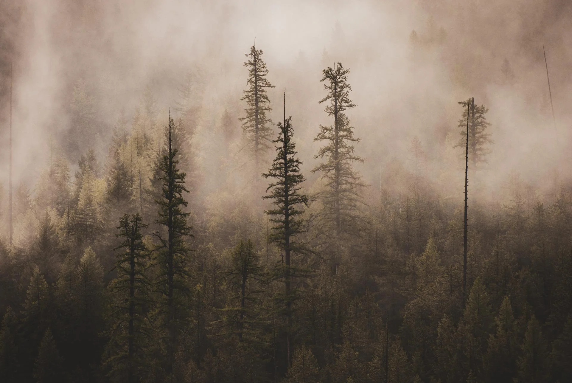 larch, fir forest, flathead national forest, Montana