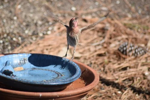 Great Backyard Bird Count