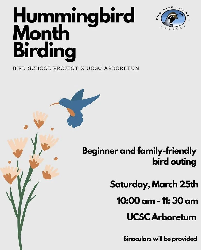 Hummingbird Month Beginner Bird Walk