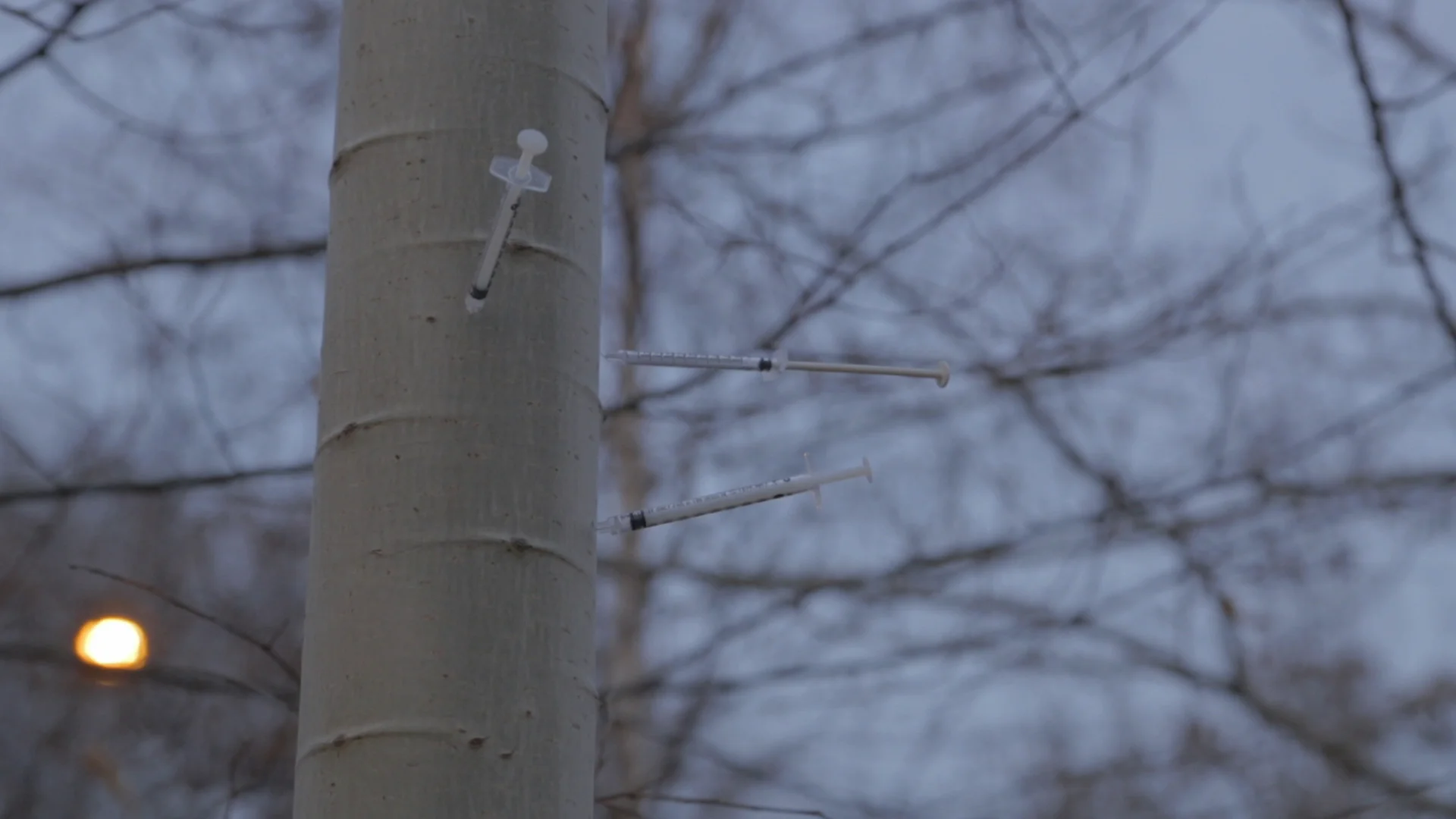 Field of Dreams_needle tree.jpg