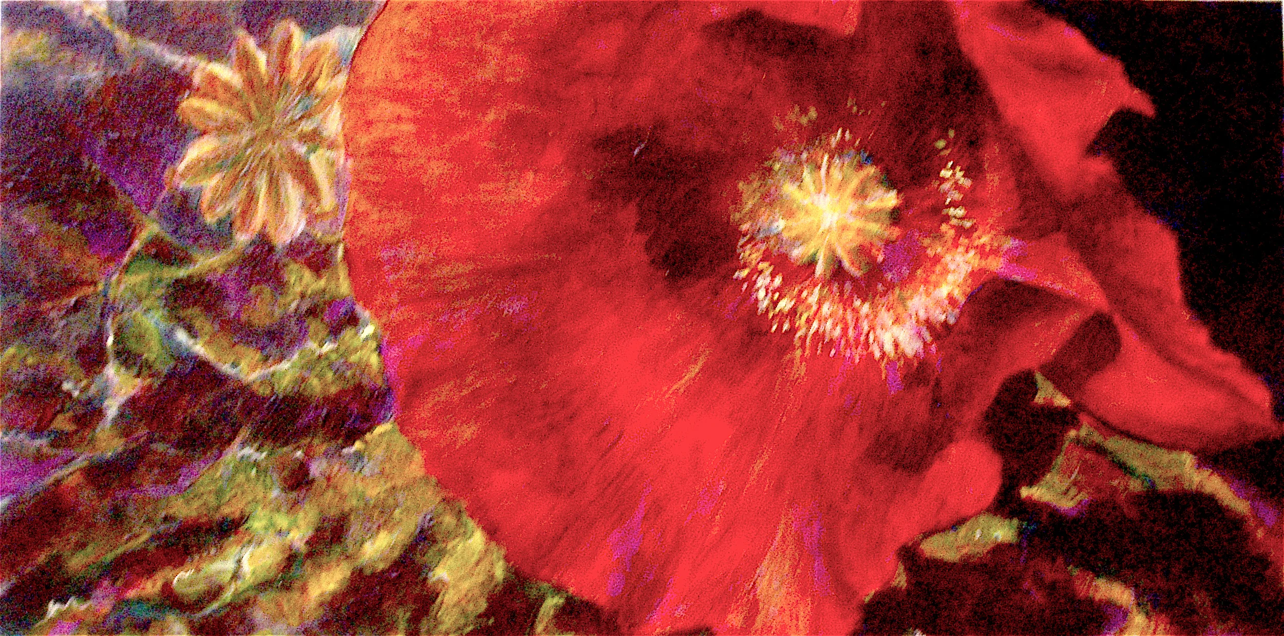 Poppy