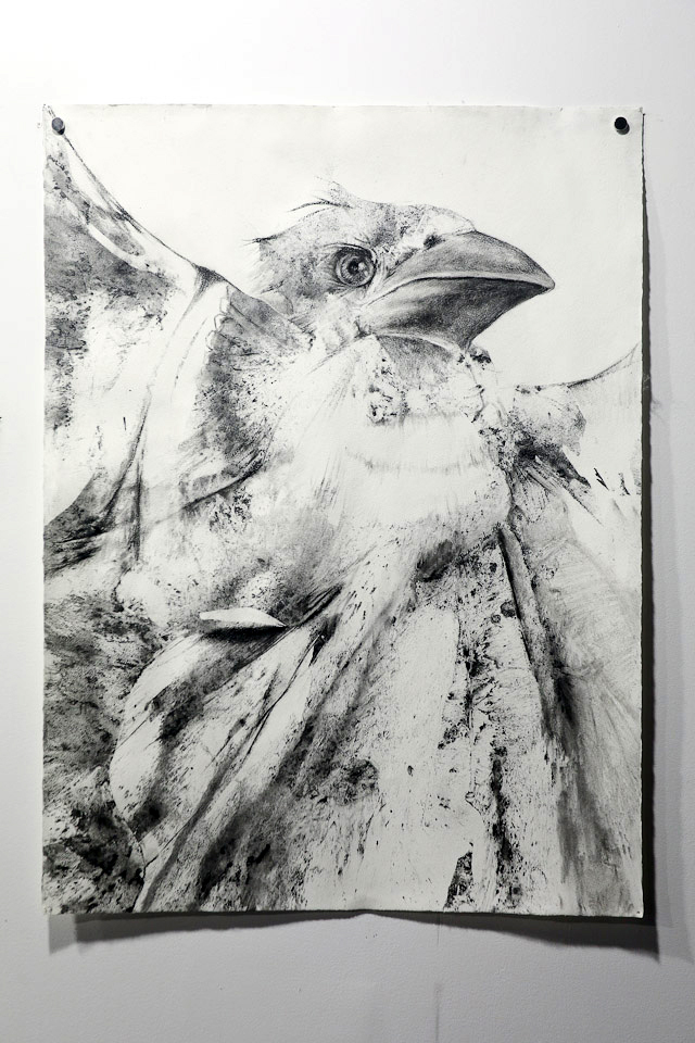 Bird Portrait