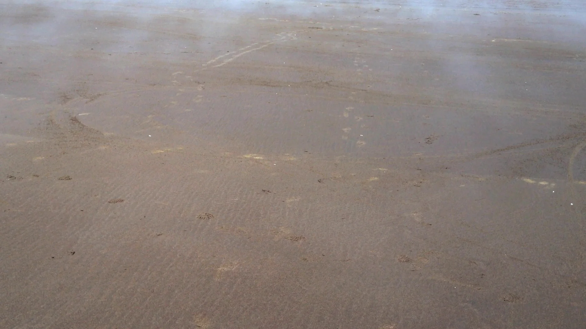 video still from "Ocean Shores FOG" TimeSCAPES, Landscapes in Motion: VIDEO and PAINTING / sound, wind, water, color and light ... shifting, always in motion TimeSCAPES, Landscapes in Motion began in 2008 and continues today. This coincides with moving back to the Pacific Northwest and my renewing connection to our natural environment. My eye was seeing through the camera lens the movement of painting with light and time passages. Now, for each new location I find myself in, I am recording a painting about to happen through sound and image. The more I am arrested by the site and the deeper the impression, the more I am able to translate this into the video editing and then into the painting process. The goal is to create seamless video loops that will be played non-stop either by themselves or in tandem with several others in the studio. Inside the studio I am surrounded by these sounds, video and paintings in all stages. It is not one painting, nor one video nor one sound bite, but a time based installation that prompts me physically to translate through my body the fluidity of these onto the painted surfaces. I work best on a larger scale and when I can move from one work to another. Really, this is performance with my body, surfaces and paint. This October I will journey to Tonga to be in the water with the Humpback whales. As was clear to me when retuning from Maui in February where I met these amazing mammals for the first time, my experiences inside the beauty of our planet is what changes me and that becomes the propulsion for my painting. Betty Jo Costanzo 2019