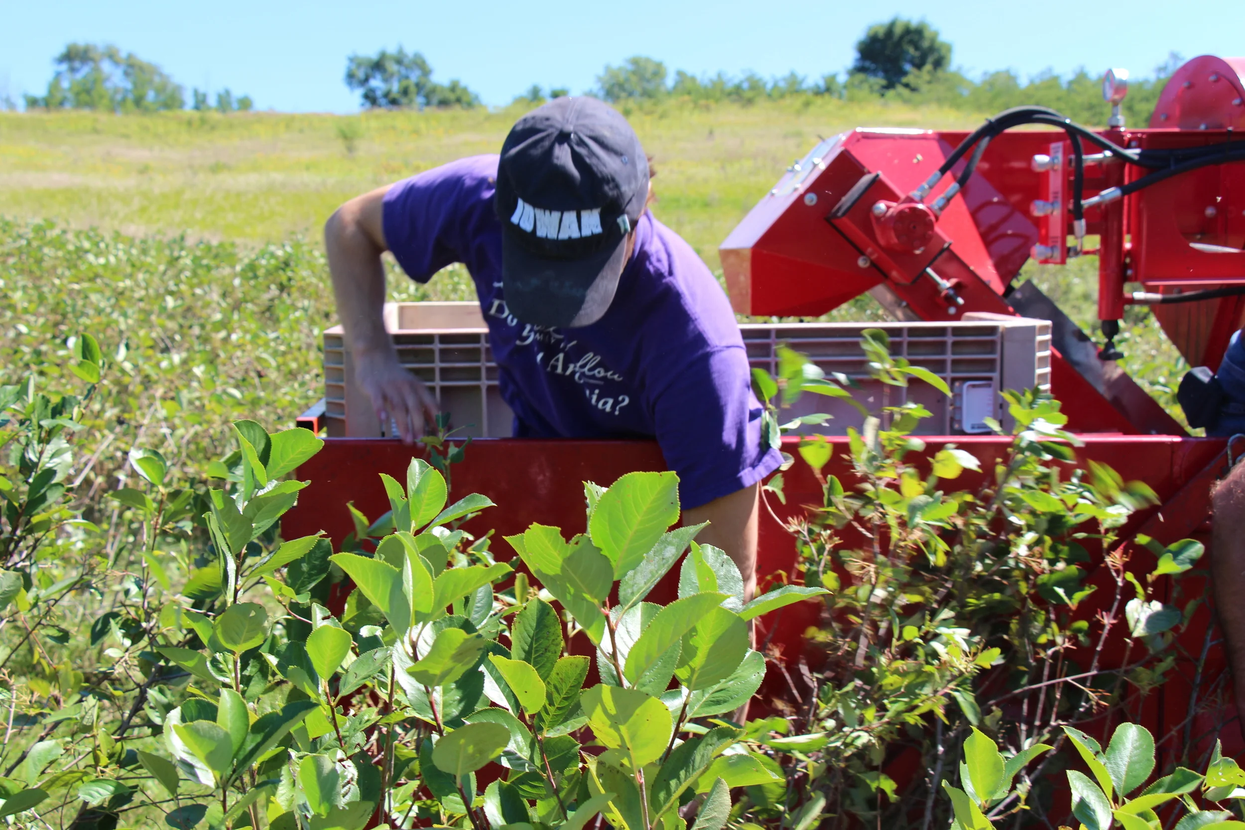 Plant Cutting and Polyphenals