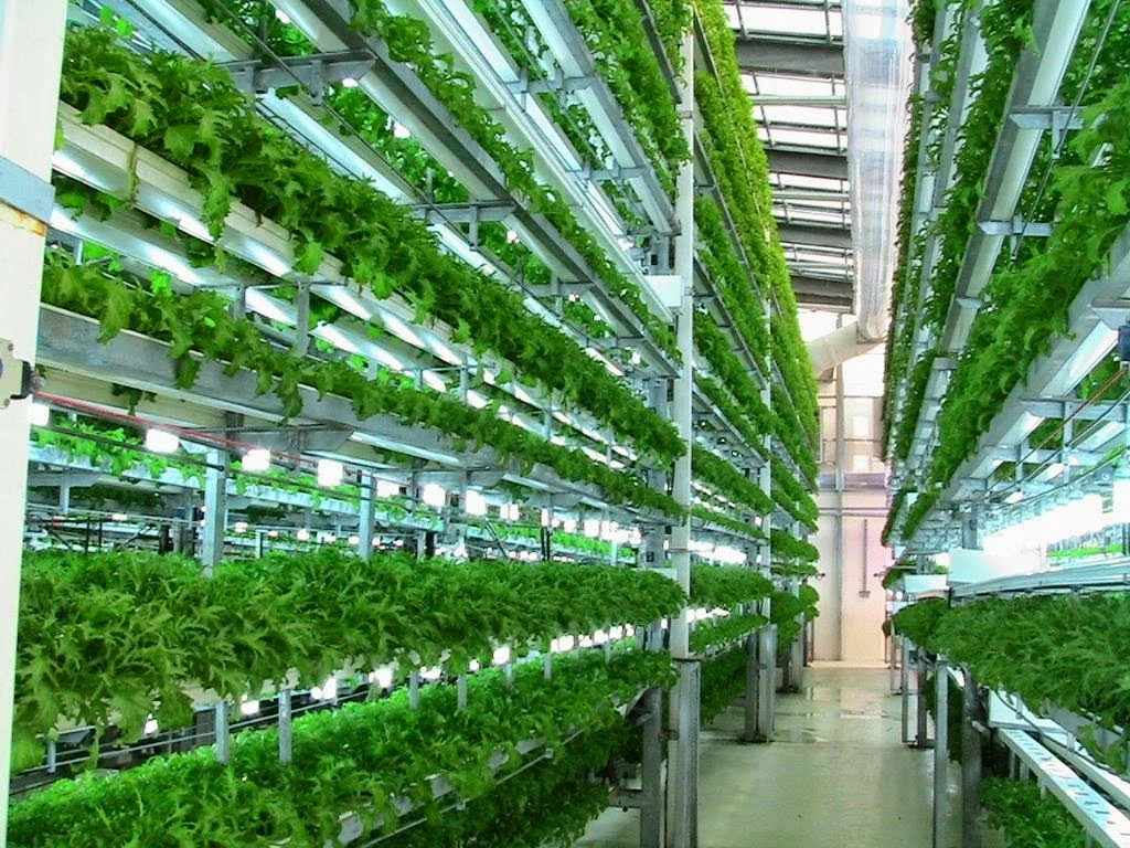 aeroponics-1.jpg