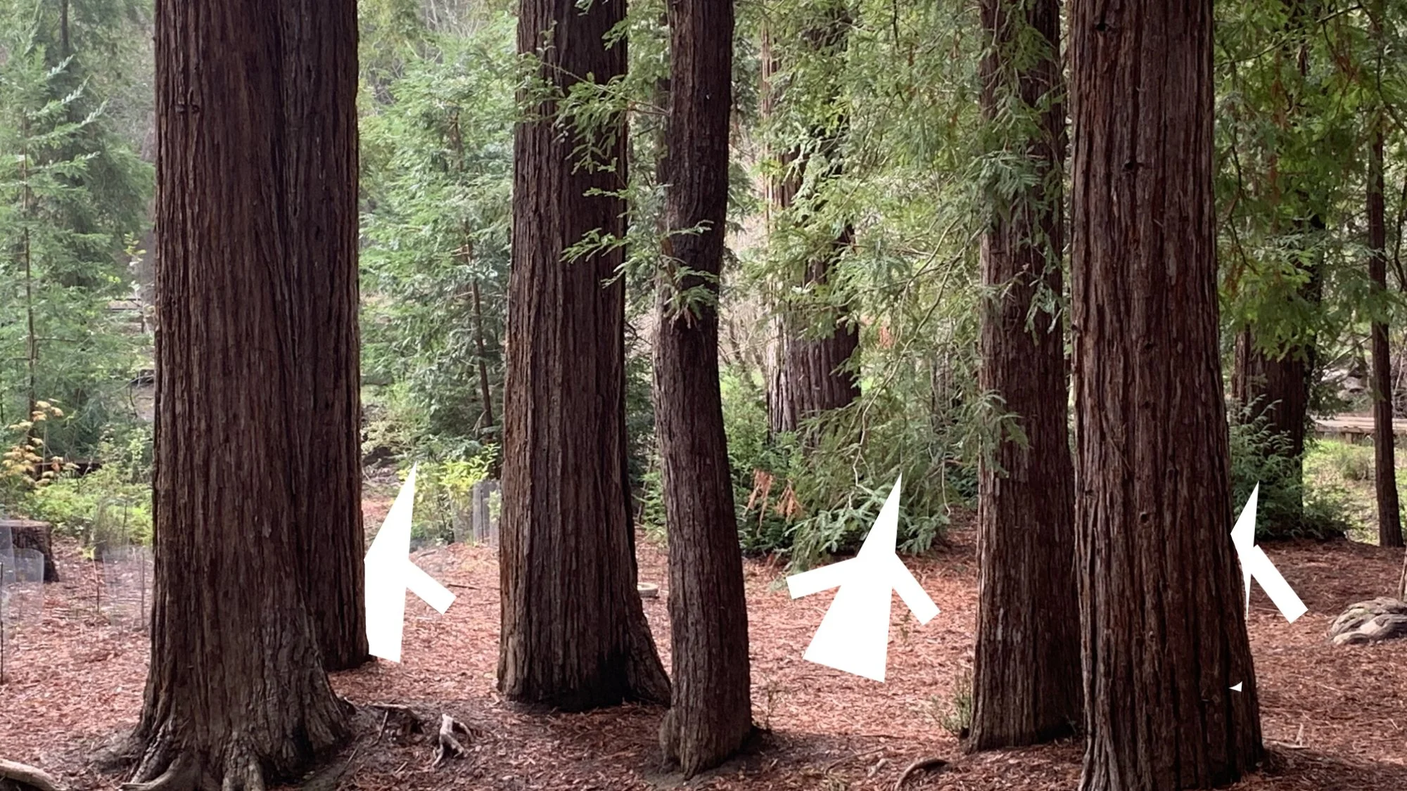   Wide angle shot of witches running through the woods. Unaware of the spirits around them. Spirits are present in the scene, but they are not seen by the witches.    