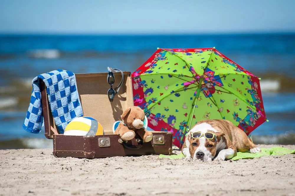 Qué empacar si tu perro va contigo a la playa? — Instituto Perro