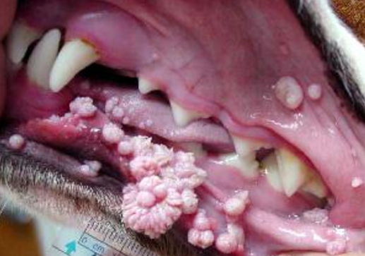 Virus del papiloma perros. Paraziți dulci murdari