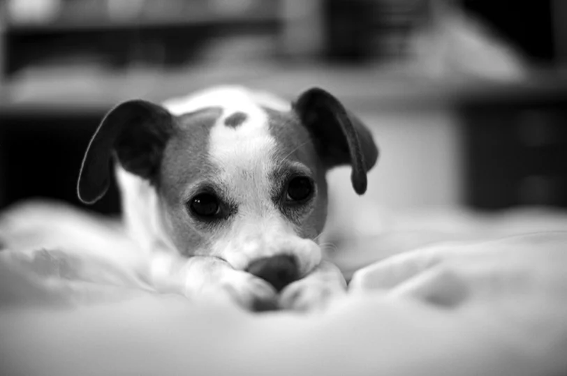 porque mi perro se hizo pipi en mi cama