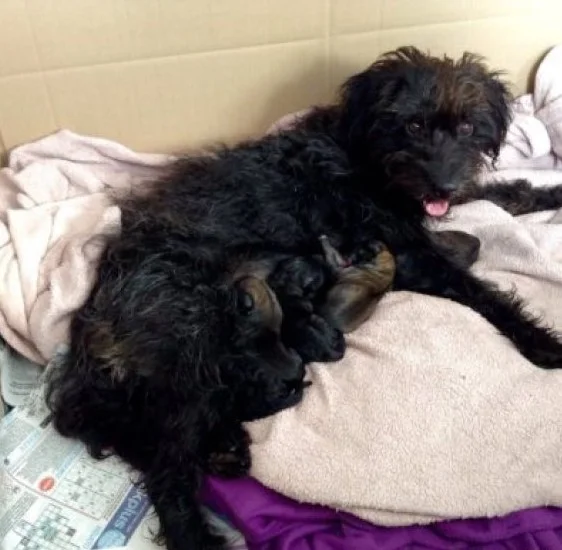 mujer-viajo-10-mil-km-adoptar-perro-la-salvo-ataque 2.jpg