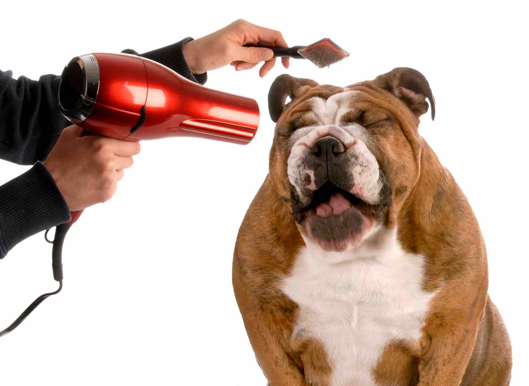 Es bueno secar a mi perro con secadora? — Instituto Perro