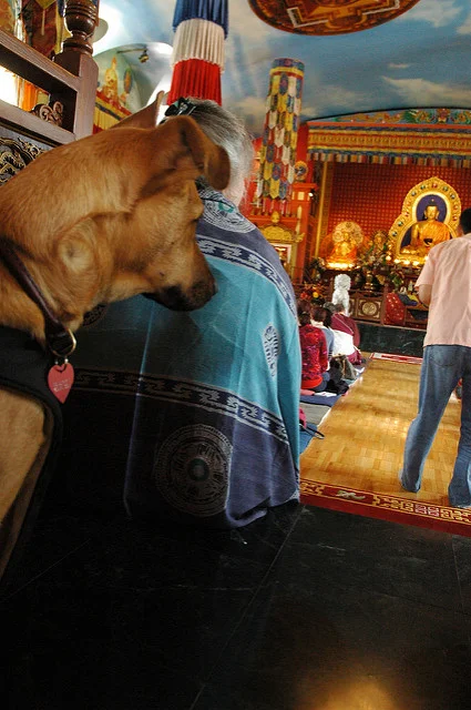 remolino zurdo perro.jpg