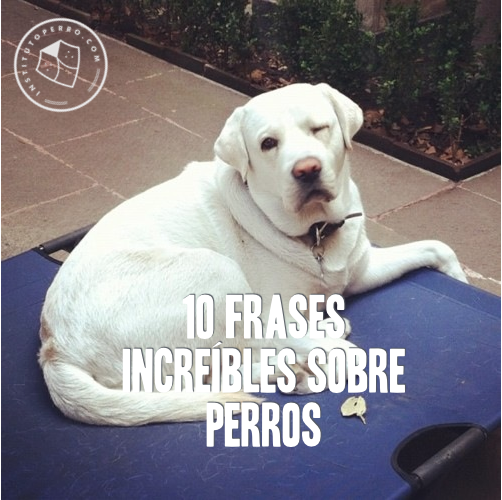 10 Frases Increibles Sobre Perros Instituto Perro