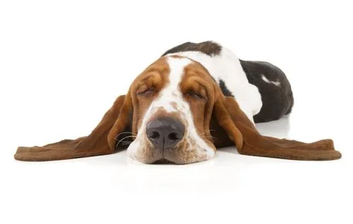basset hound.jpg