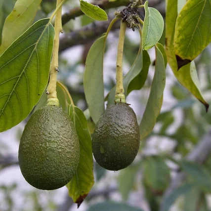 Avo Tree.jpg