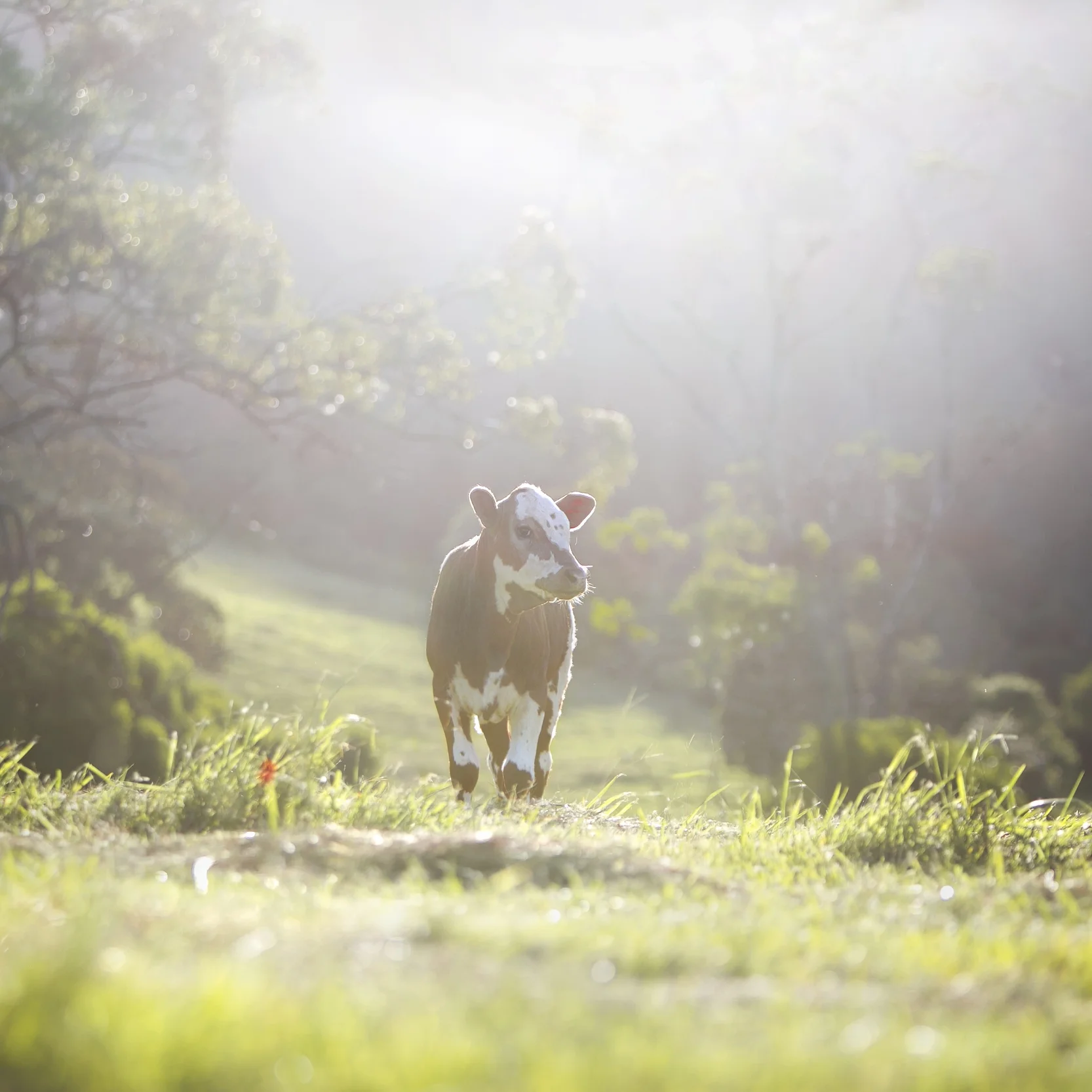 Cow.jpg