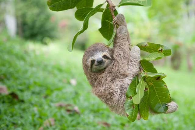 SLOTH. OMG.