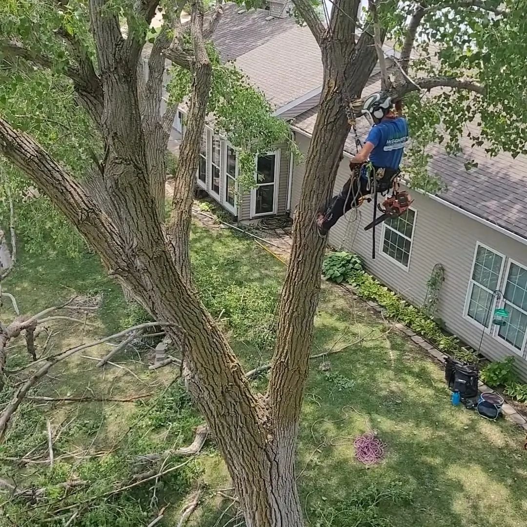 Professional tree climbing