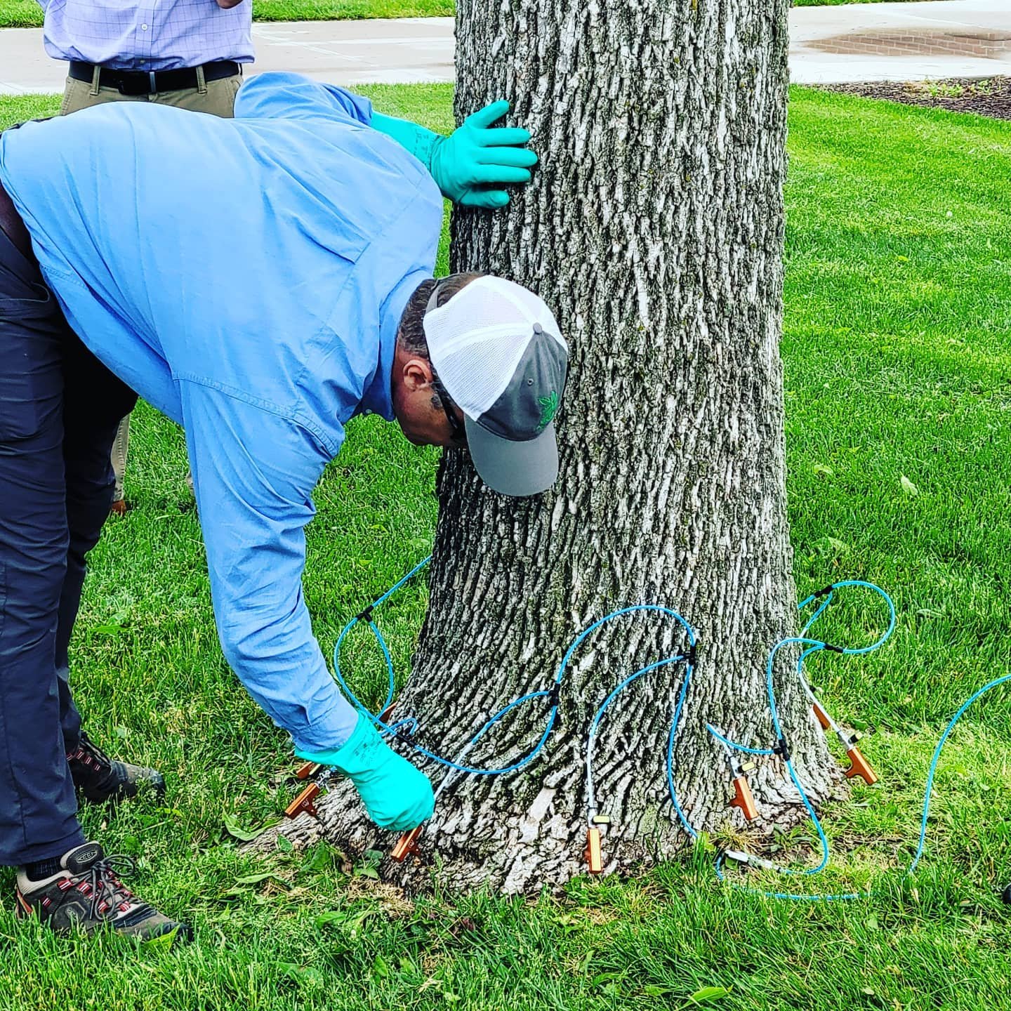 Emerald Ash Borer Treatments